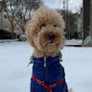 Meet your Posher, Adrian